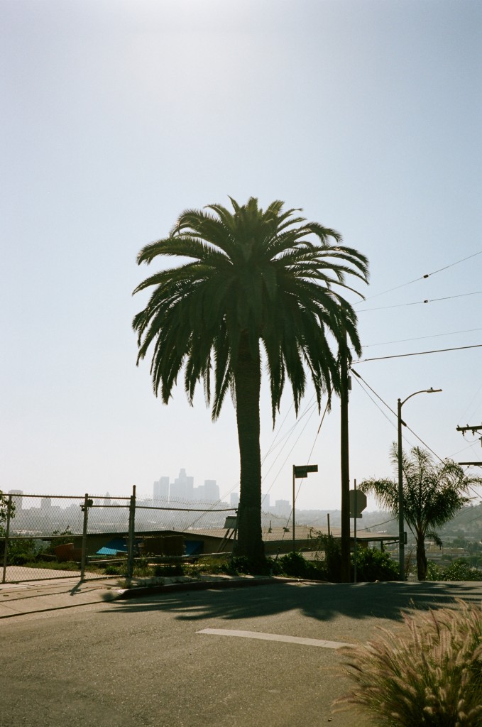 The lone palm tree and LA