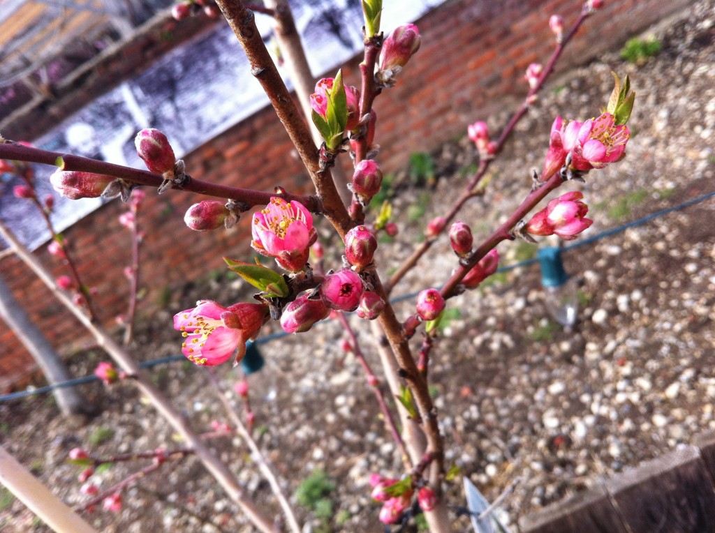 Peach Blossums